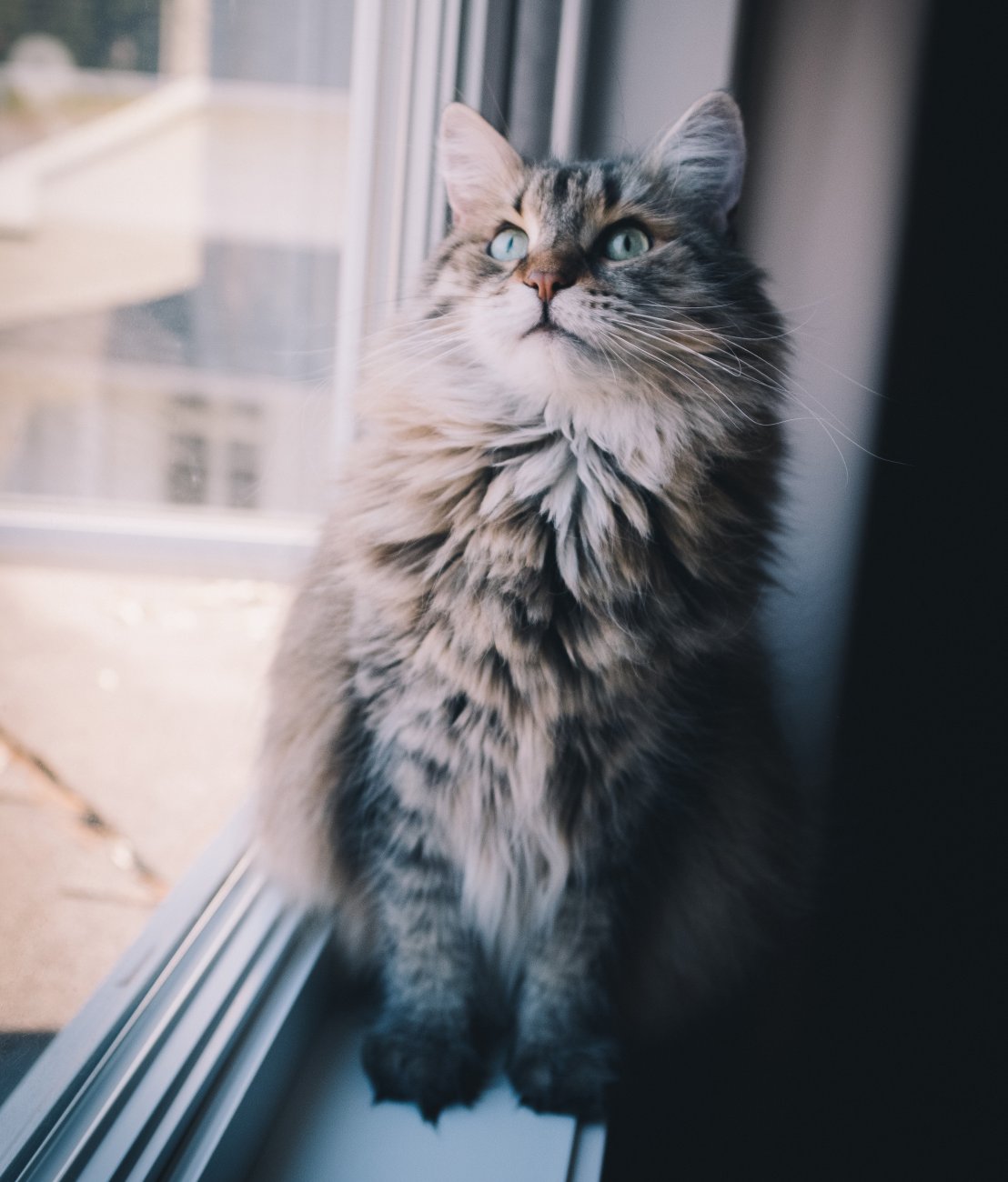 Baguette, The Siberian cat